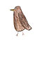 「お母さん鳥」